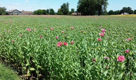 mohn